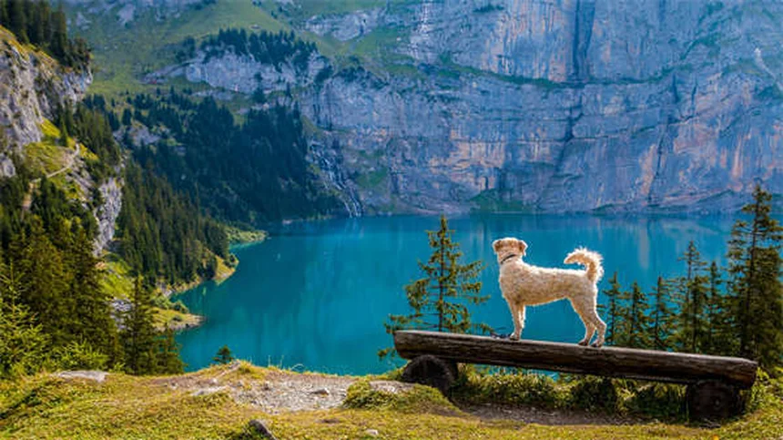Ehrlichiosis in Dogs: 5 Must-Know Symptoms & Treatment Tips