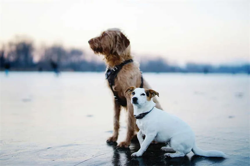 Ehrlichiosis in Dogs: 5 Must-Know Symptoms & Treatment Tips