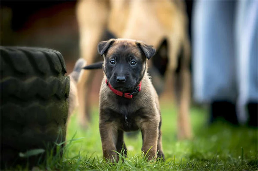 Ehrlichiosis in Dogs: 5 Must-Know Symptoms & Treatment Tips