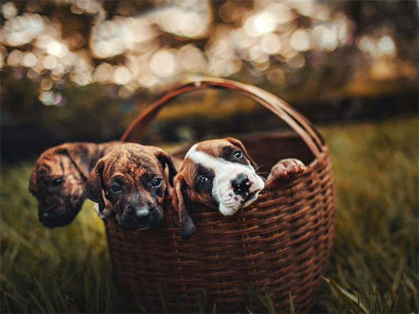Why Is My Puppy Not Growing? 5 Common Causes of Stunted Growth
