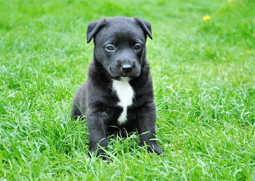 Why Is My Puppy Not Growing? 5 Common Causes of Stunted Growth