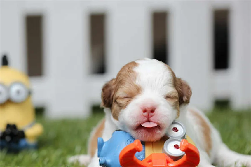 Why Do Dogs Stare at You? 5 Surprising Reasons Explained