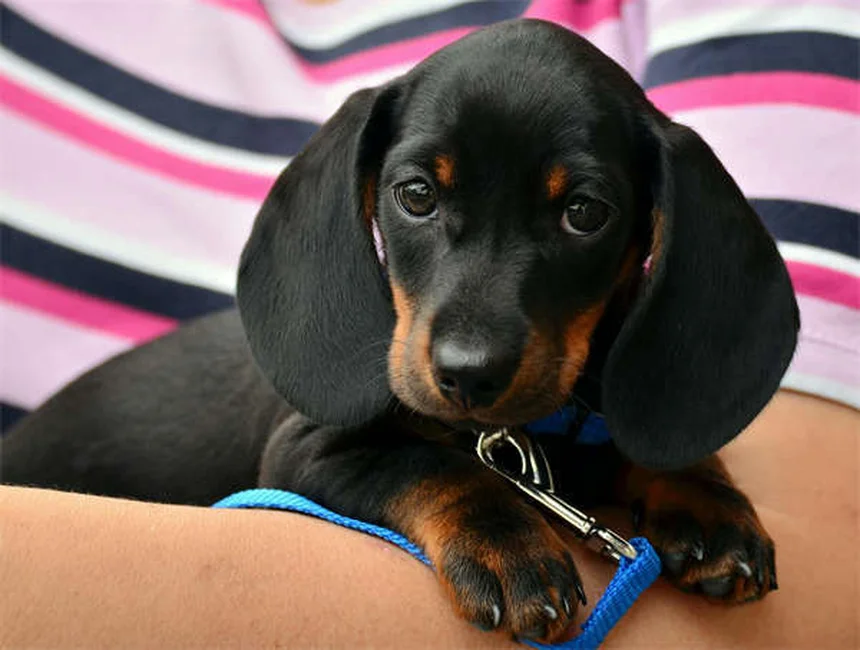 Why Do Dogs Stare at You? 5 Surprising Reasons Explained