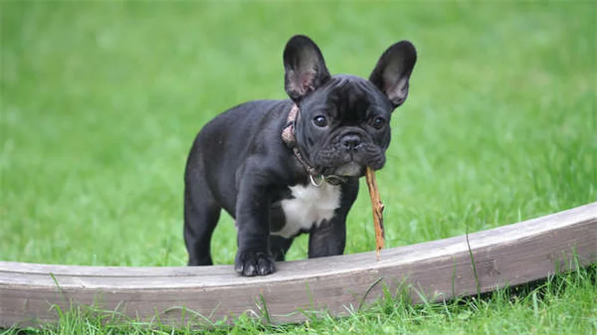 7 Common Pet Bathing Mistakes You're Probably Making