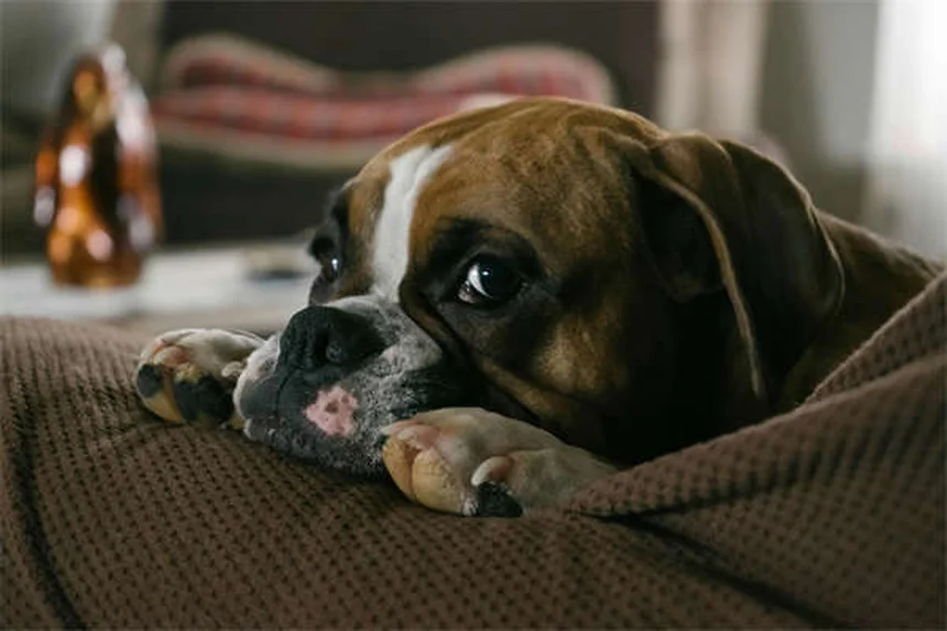 7 Common Pet Bathing Mistakes You're Probably Making