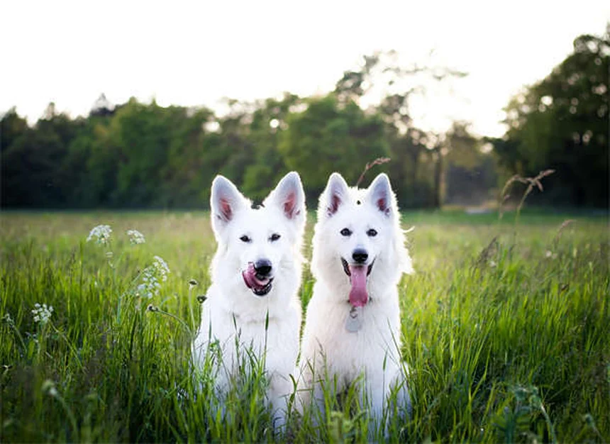 7 Common Pet Bathing Mistakes You're Probably Making