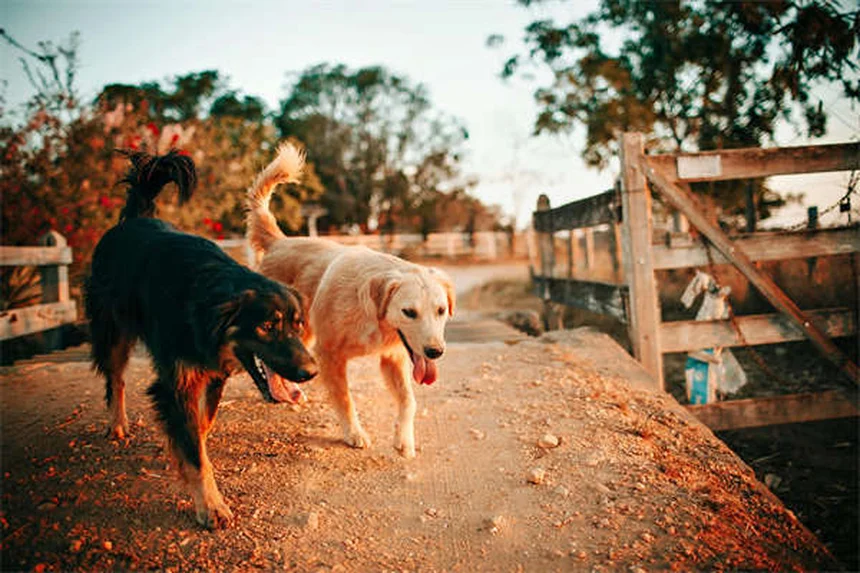How to Introduce Two Dogs Safely: A Step-by-Step Guide