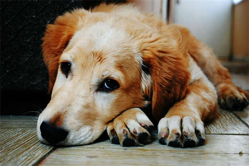 How to Introduce Two Dogs Safely: A Step-by-Step Guide