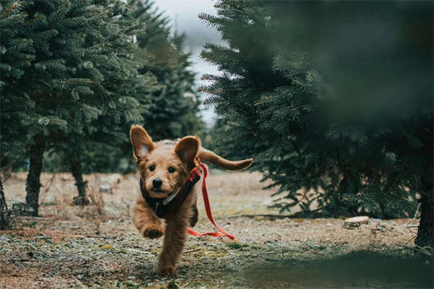 How to Introduce Two Dogs Safely: A Step-by-Step Guide
