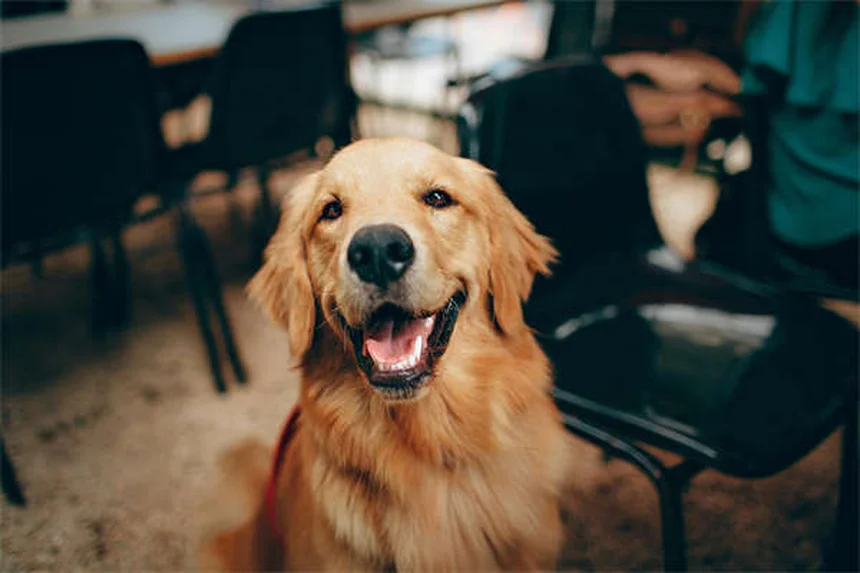 7 Best Enrichment Toys for Dogs That Keep Their Minds Sharp