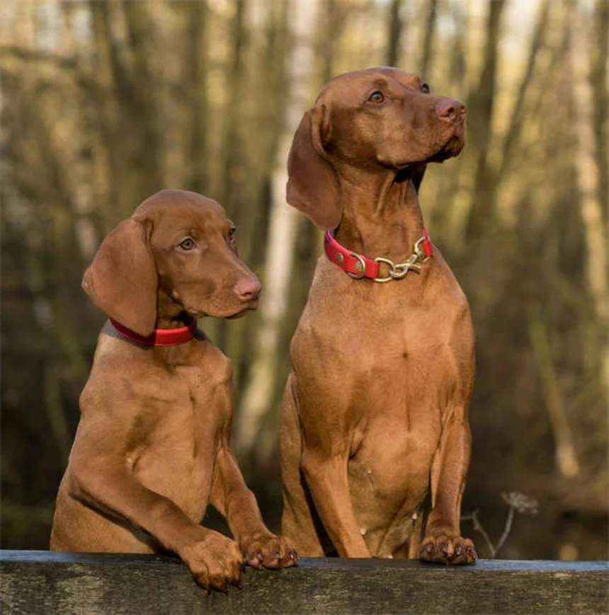Signs Your Dog Is Dying from Congestive Heart Failure: What to Watch For