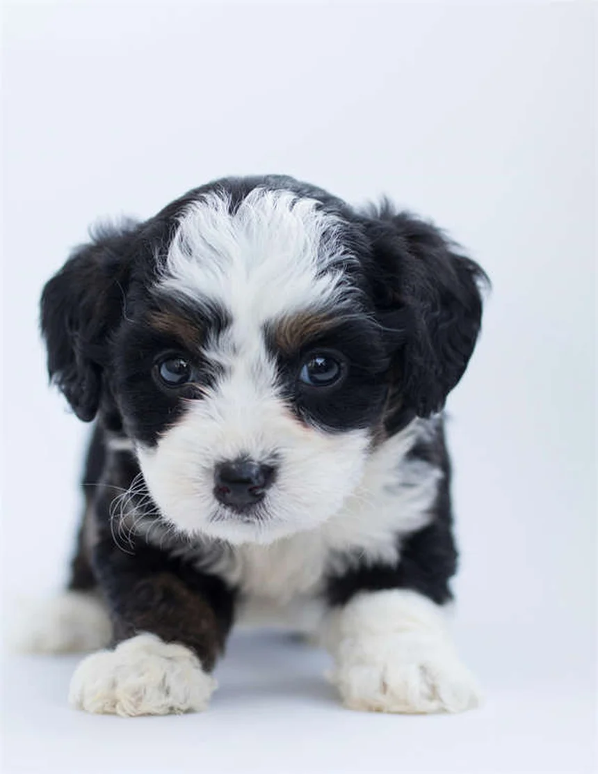 Signs Your Dog Is Dying from Congestive Heart Failure: What to Watch For