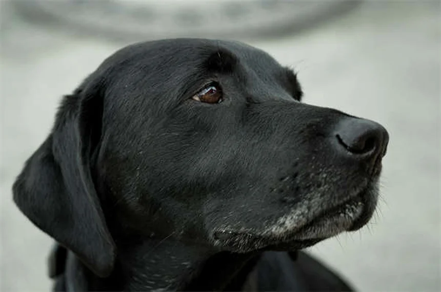 Signs Your Dog Is Dying from Congestive Heart Failure: What to Watch For