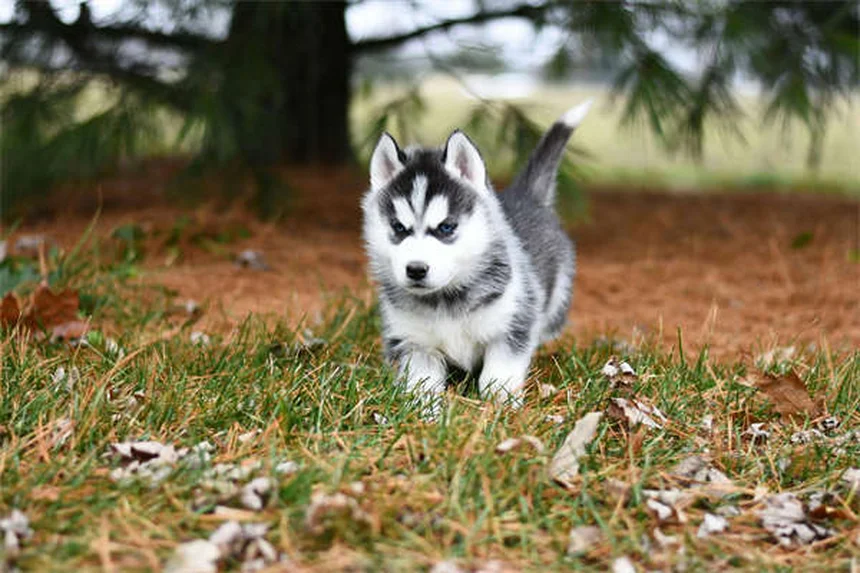 Chronic Diarrhea in Dogs: 7 Proven Ways to Stop the Mess