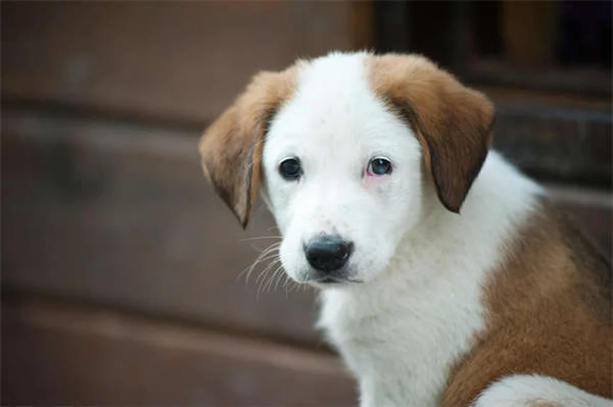 Chronic Diarrhea in Dogs: 7 Proven Ways to Stop the Mess