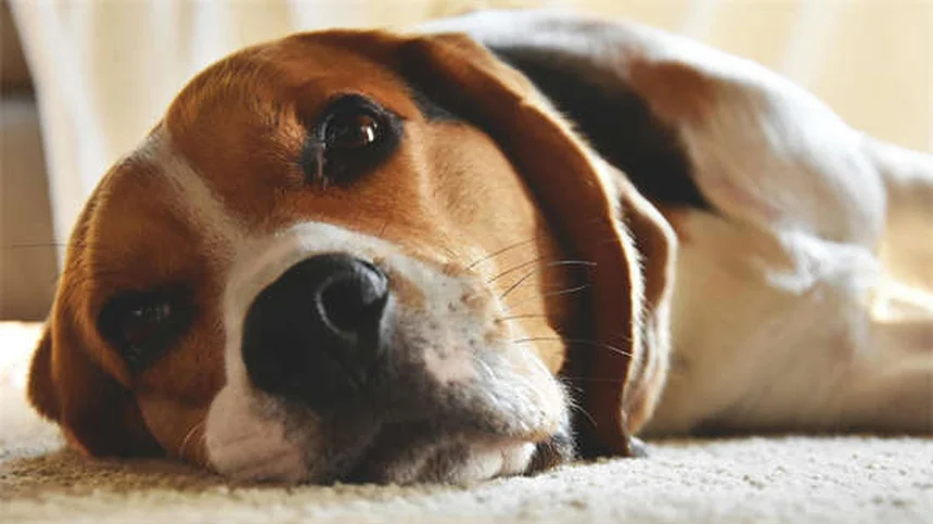 Why Is My Cat Breathing Loudly? 5 Vet-Approved Causes & Solutions