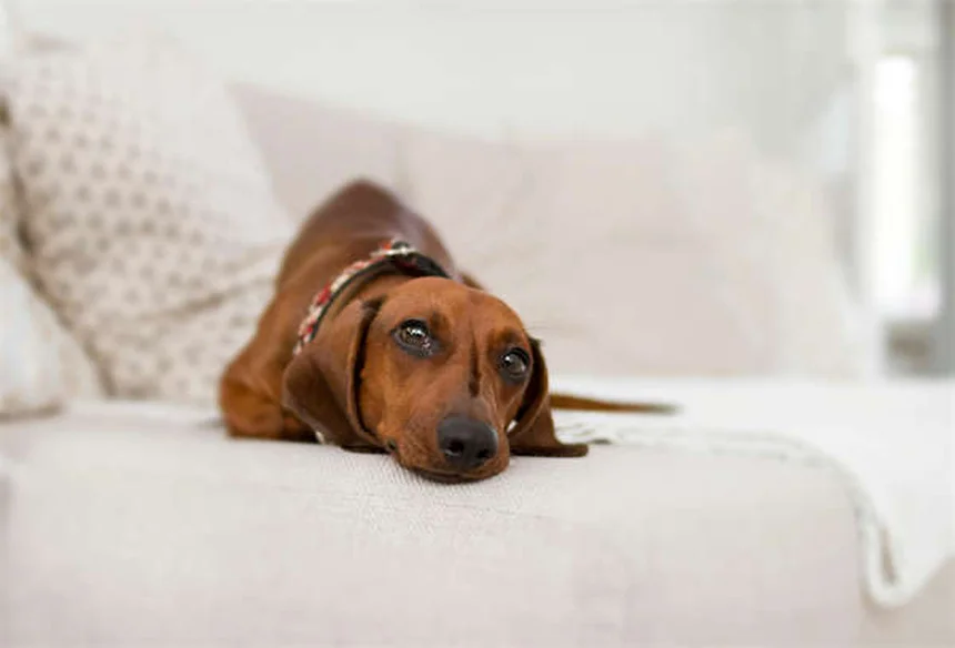 Rat Boggling Explained: Why Your Pet Rat's Eyes Pop Out
