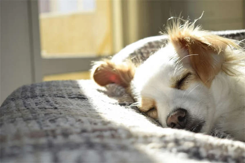 7 Proven Ways to Get Help With Vet Bills Fast