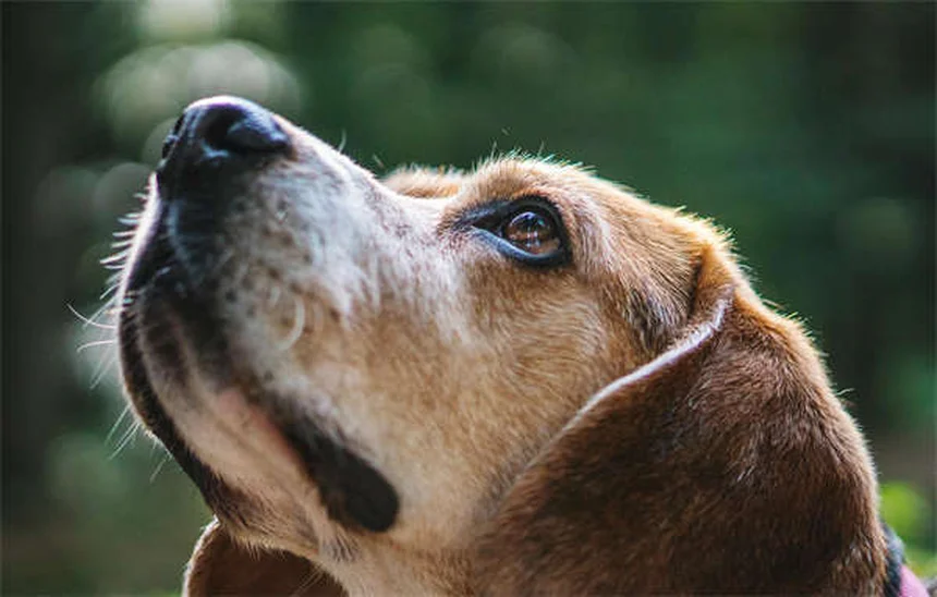 7 Proven Ways to Get Help With Vet Bills Fast