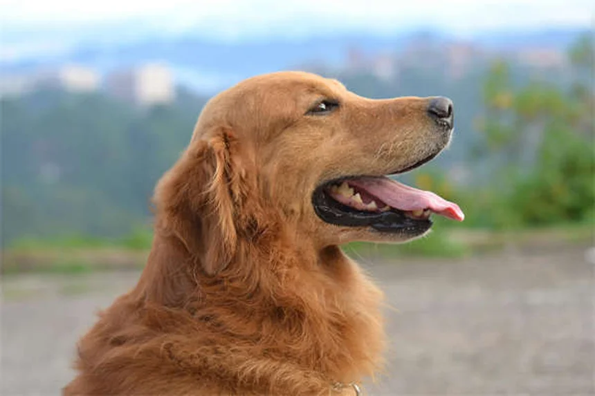 7 Proven Ways to Get Help With Vet Bills Fast