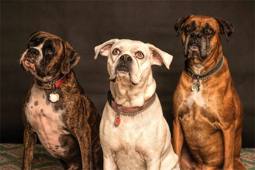 7 Proven Ways to Get Help With Vet Bills Fast