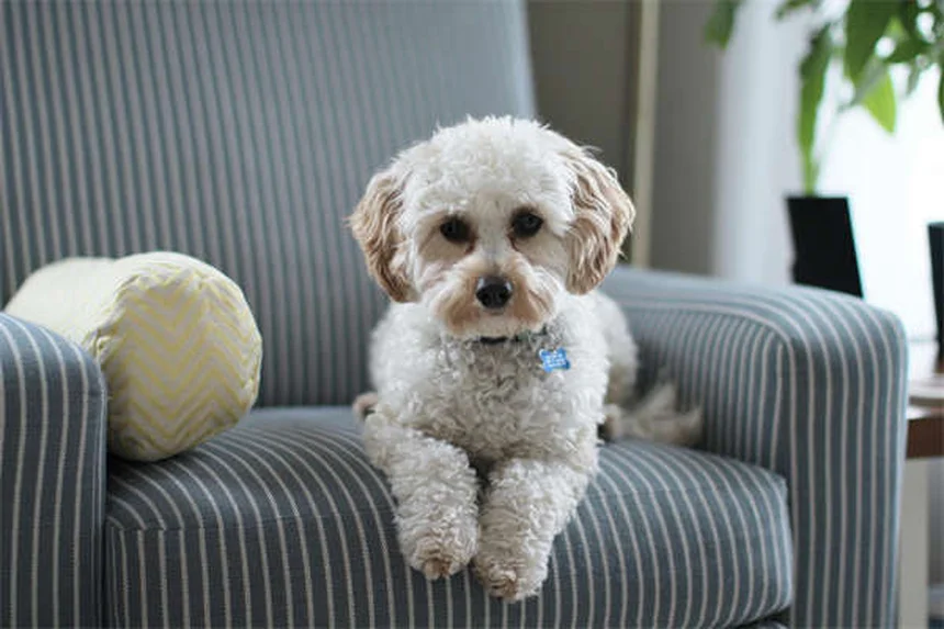 Flea Collars for Dogs & Cats: How They Work & Are They Safe?
