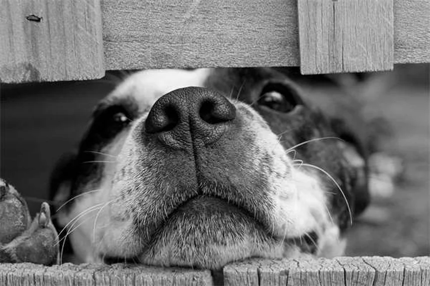 Flea Collars for Dogs & Cats: How They Work & Are They Safe?
