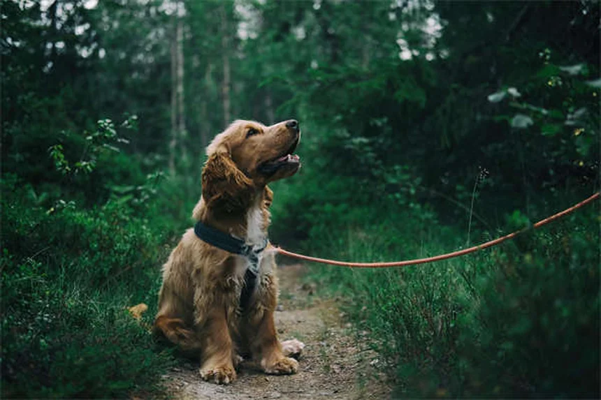 Flea Collars for Dogs & Cats: How They Work & Are They Safe?