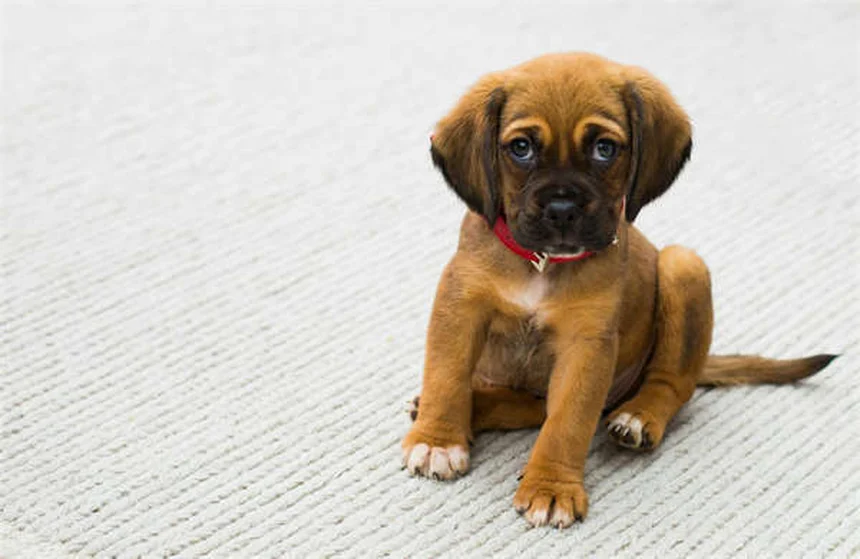Kitten Constipation: 5 Warning Signs & Vet-Approved Solutions