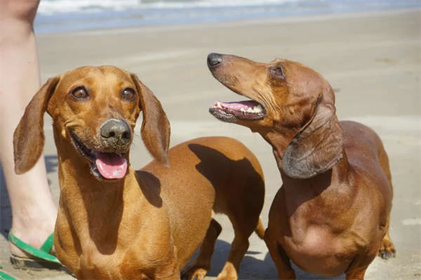 Hamster Lumpy Jaw: 5 Warning Signs & How to Save Your Pet