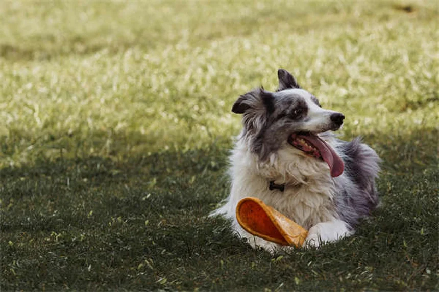 Hamster Diet Guide: What Can & Can't Your Pet Eat?