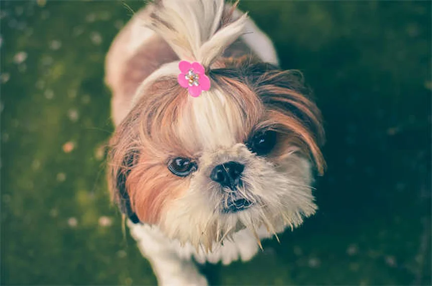 Do Pets Grieve? 7 Signs Your Dog or Cat Is Mourning