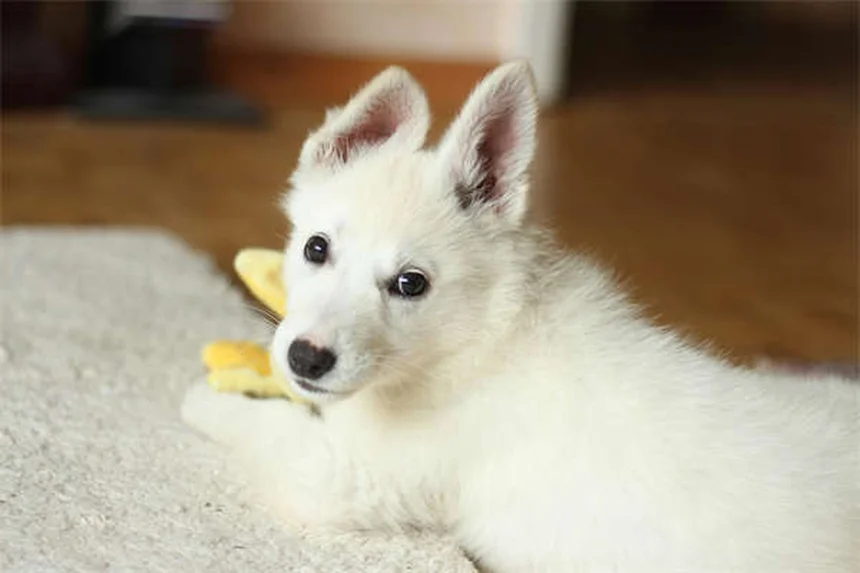 Do Pets Grieve? 7 Signs Your Dog or Cat Is Mourning