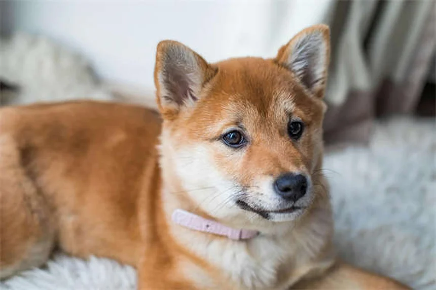 Do Pets Grieve? 7 Signs Your Dog or Cat Is Mourning