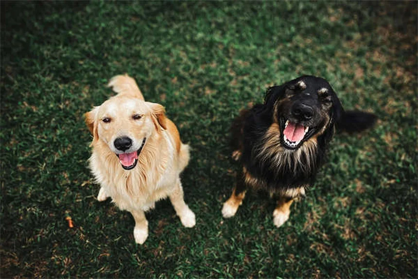 Puppy Grooming 101: Essential Tips for Your New Best Friend