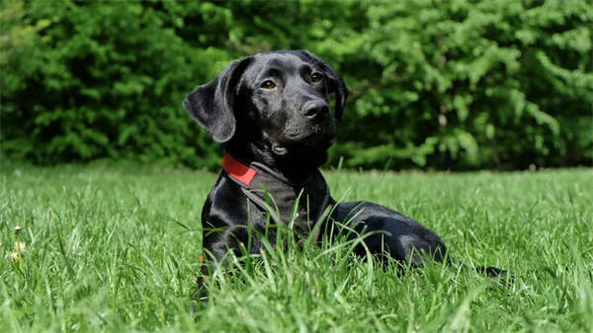 Puppy Grooming 101: Essential Tips for Your New Best Friend