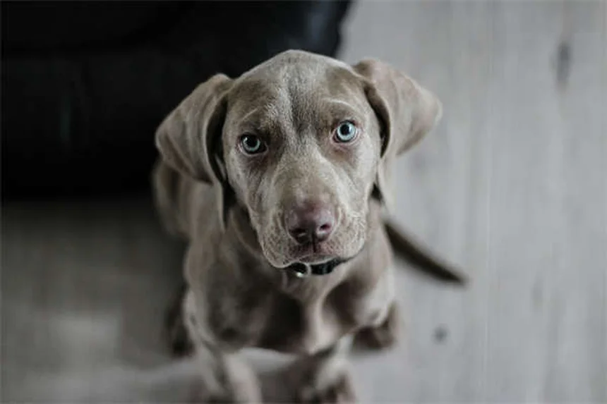 Puppy Grooming 101: Essential Tips for Your New Best Friend