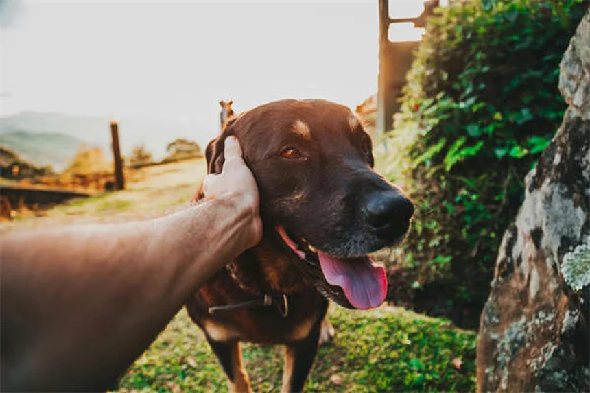 Puppy Grooming 101: Essential Tips for Your New Best Friend