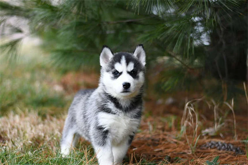 7 Proven Ways to Calm an Anxious Dog Naturally