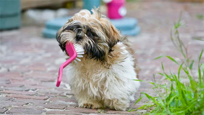 7 Proven Ways to Calm an Anxious Dog Naturally