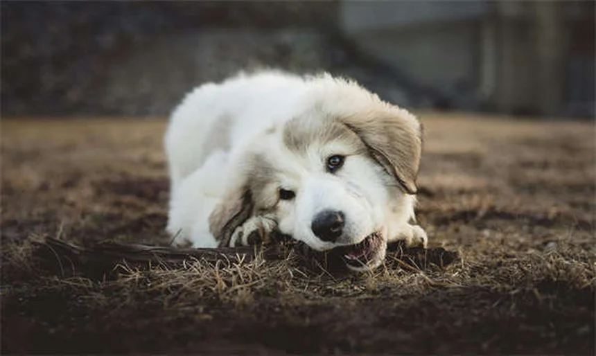 7 Proven Ways to Calm an Anxious Dog Naturally