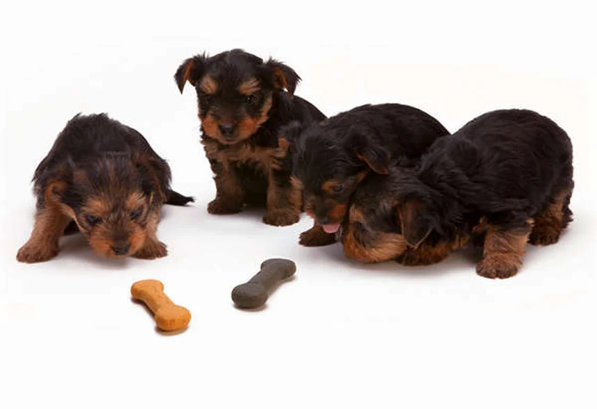 7 Proven Ways to Calm an Anxious Dog Naturally