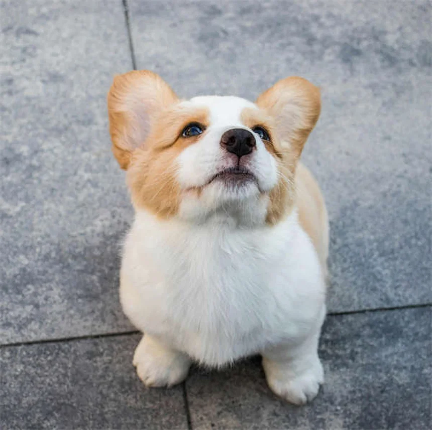 Dog Can't Pee? Emergency Vet Care Needed Immediately