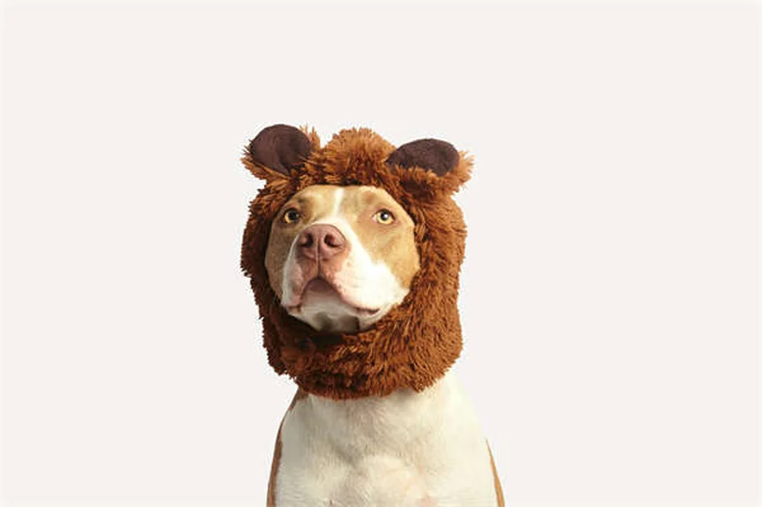 Dog Can't Pee? Emergency Vet Care Needed Immediately