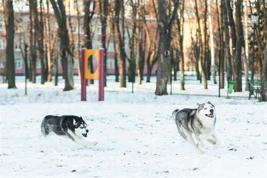 Dog Can't Pee? Emergency Vet Care Needed Immediately