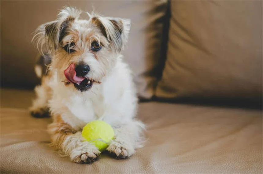 Ammonium Chloride for Pets: Vet-Approved Guide to Urinary Health