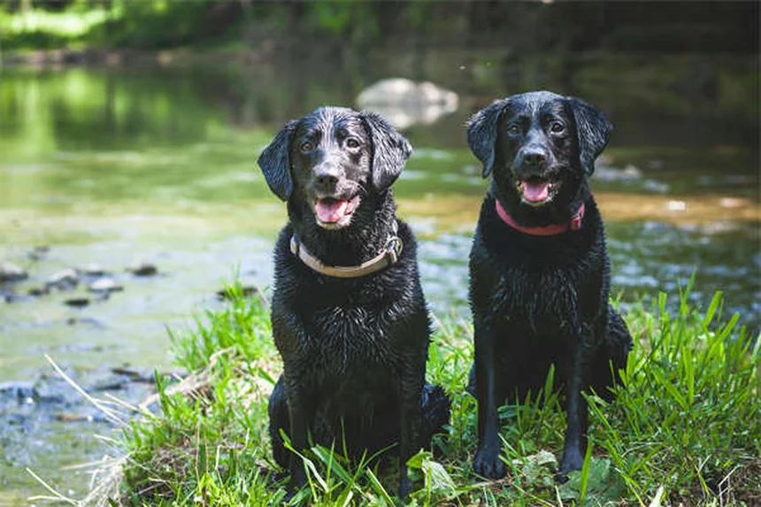 Ammonium Chloride for Pets: Vet-Approved Guide to Urinary Health