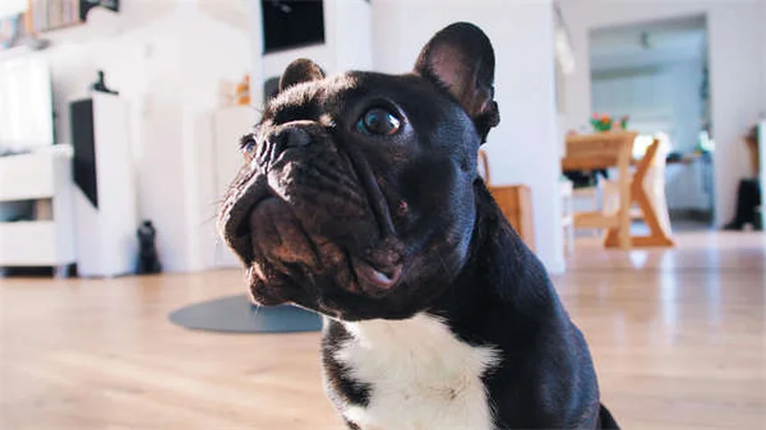 Ammonium Chloride for Pets: Vet-Approved Guide to Urinary Health